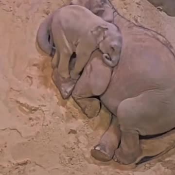 How baby elephants sleep