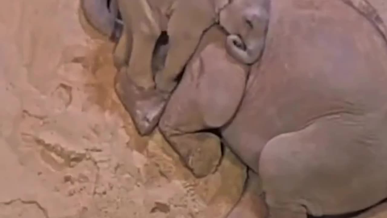 How baby elephants sleep