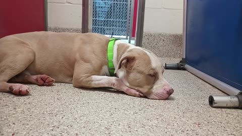 Alf 1y A865646 kennel 78 pod 3 PACC shelter20250625_958