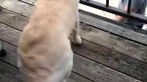 Coming home and knowing your fur-baby is there to say hello is the best feeling in the world! 😍💞