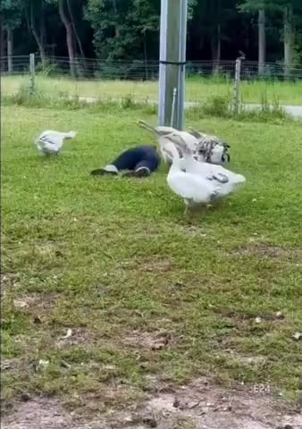 She’s fallen and she can’t get up sound the alarm