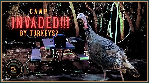 Camp Invaded!!! By Turkeys?