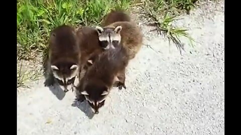 Heartbreak to Hope: Rescuing 4 Baby Raccoons After Their Mother Died 🦝❤️