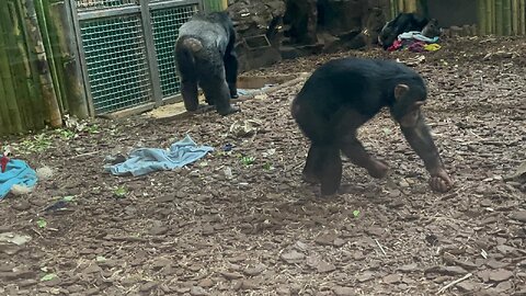 Chimpanzee