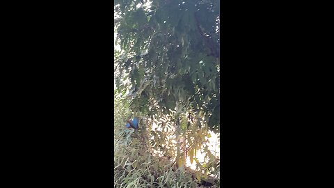 Butterflies 🦋 #butterflies #butterfly #shorts #followme #viral #trending