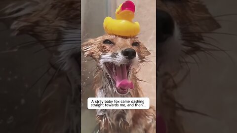 Парень остановился посреди дороги, потому что к нему выбежал лисенок