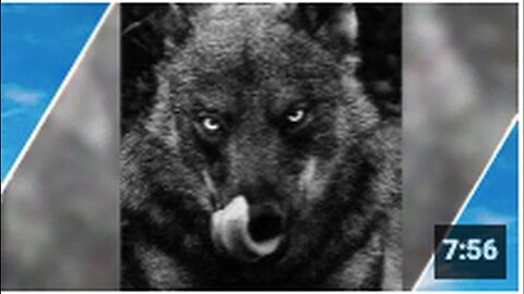 "Caution: The Wolves Await"