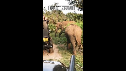 Elephants safari srilanka Habarana 🐘😜#elephant #safaritour #tourism #travel #yala #srilanka