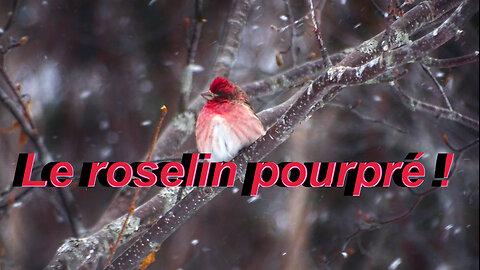 Le roselin pourpré : un oiseau à découvrir