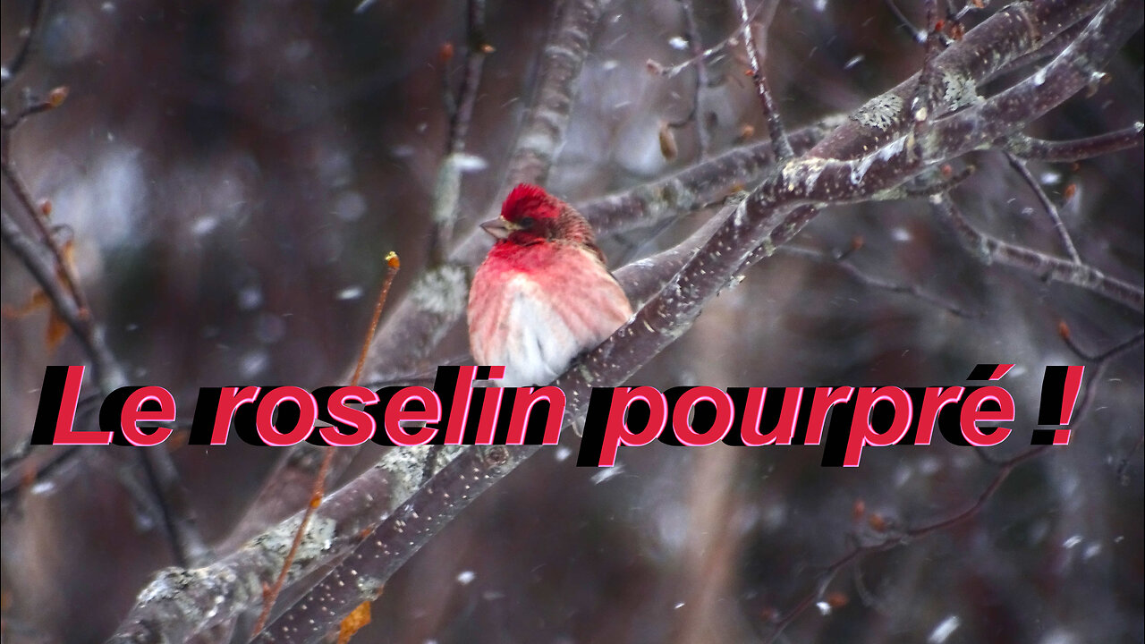 Le roselin pourpré : un oiseau à découvrir