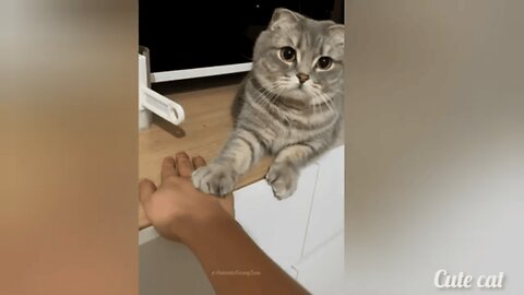 The Secret Life of Pets (Caught on Camera)