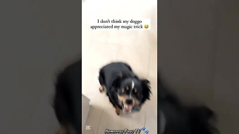 Why Are Animals This Funny?!