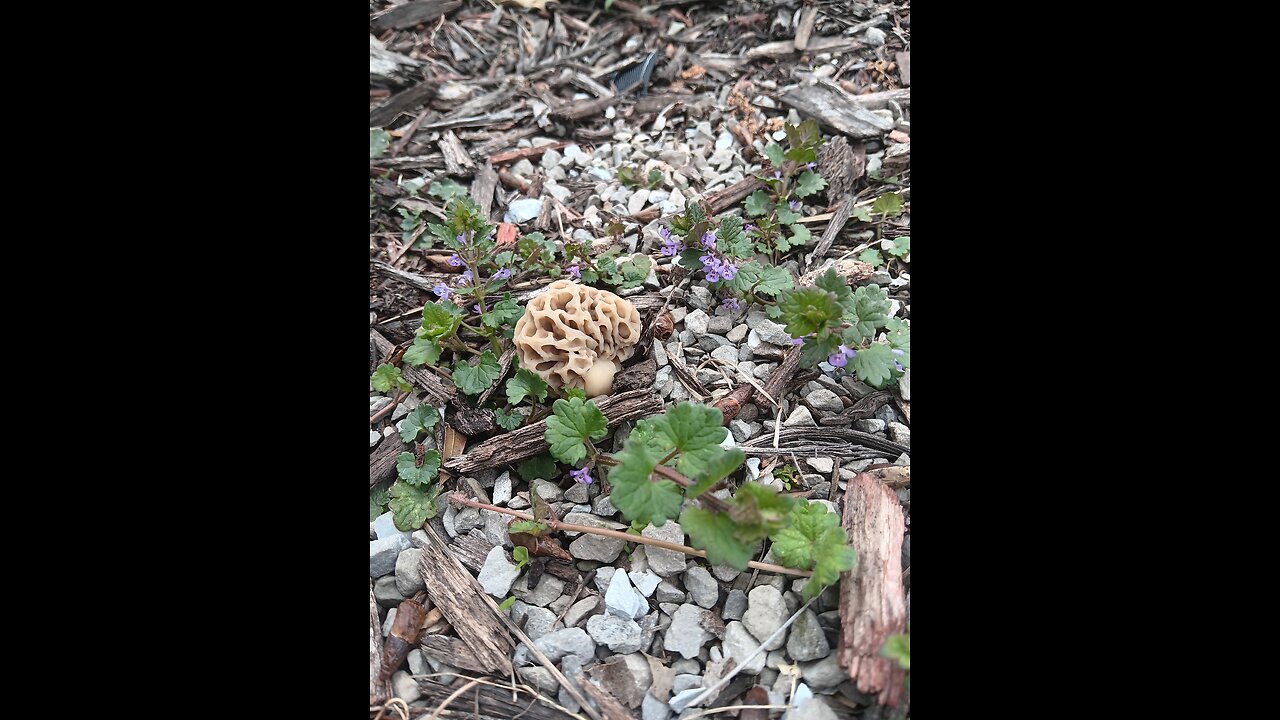 Snakes outside the garden today