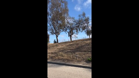 Sheep Used For Fire Prevention in California