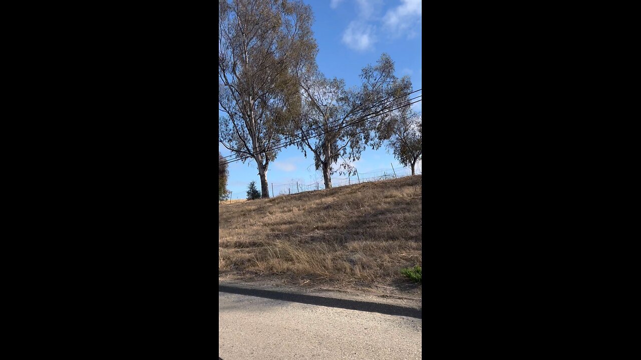 Sheep Used For Fire Prevention in California