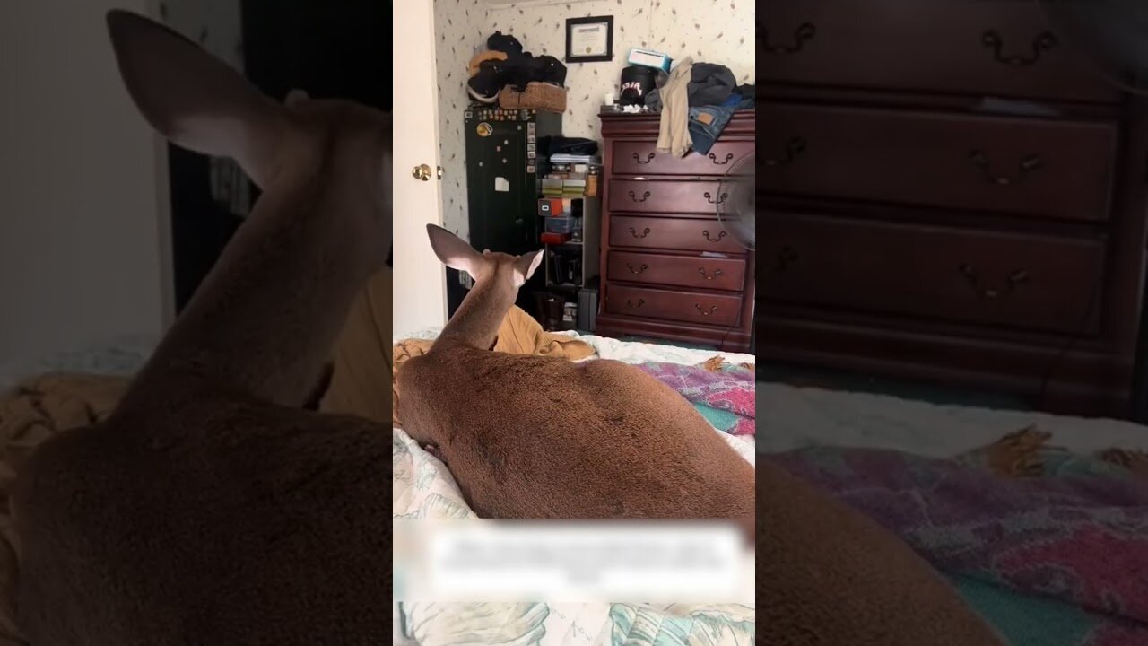 The man saved the deer from the arrow and returned home