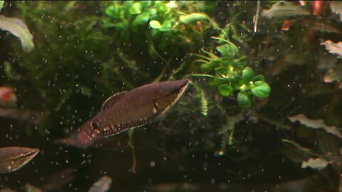 75 years of passion for conservation at aquarium society