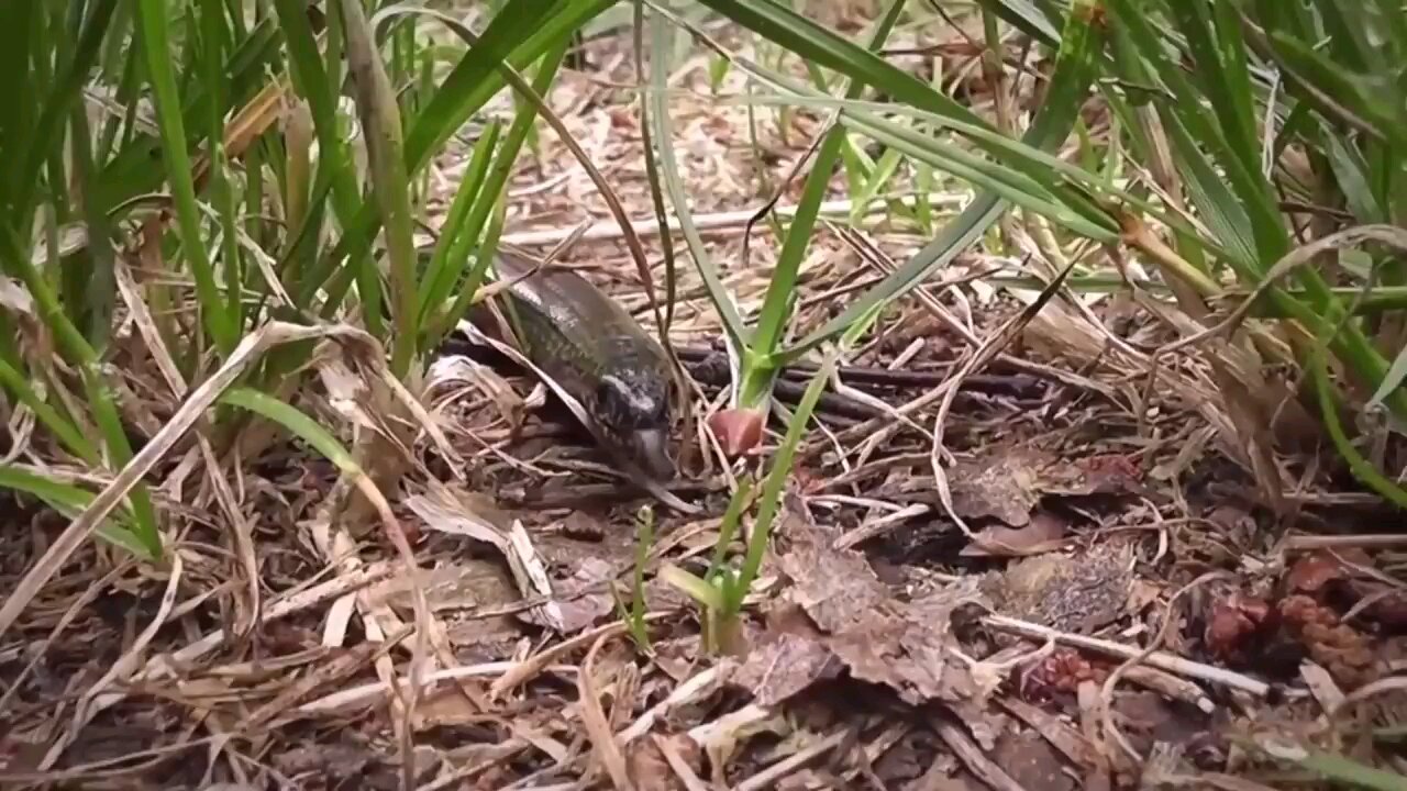 The largest snake