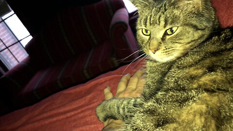 February 13, 2020 - Pet Love