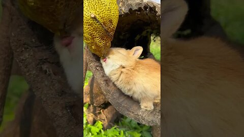Little rabbit secretly eats honey and is cute. Rabbit. Little cute pet in the countryside.