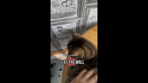 My cat loves the wall