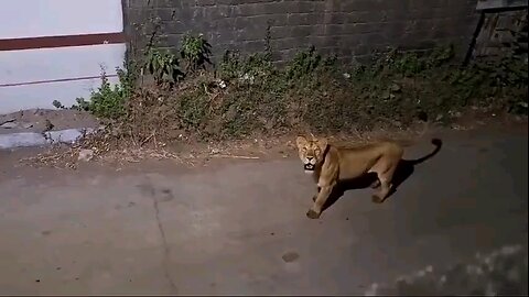 lion