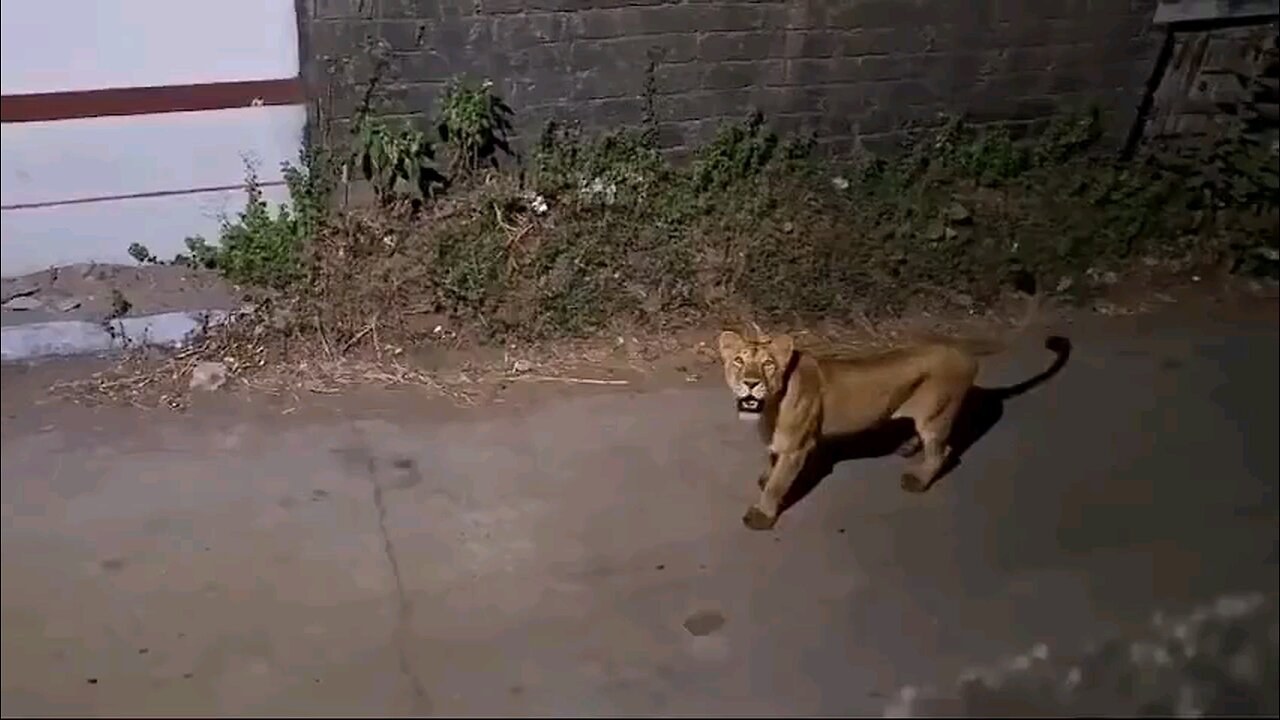 lion