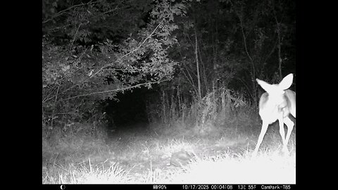 Deer Cam 10 17 2025 Game Cam Trail Cam