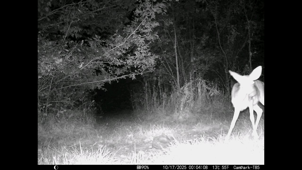 Deer Cam 10 17 2025 Game Cam Trail Cam