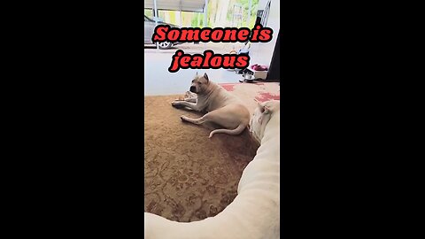 Someone is Jealous