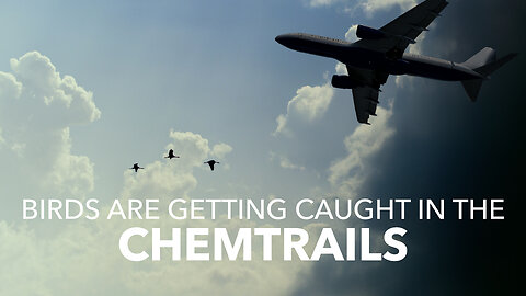 Birds Are Getting Caught In The Chemtrails