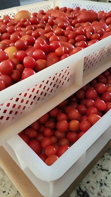 Empty Freezer. Tomato Season is Over.