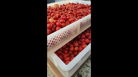 Empty Freezer. Tomato Season is Over.