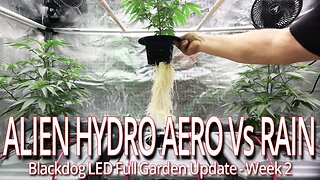 Alien Hydro Aero Vs Rain Week 2, Blackdog LED Full Garden Update