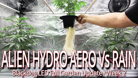 Alien Hydro Aero Vs Rain Week 2, Blackdog LED Full Garden Update