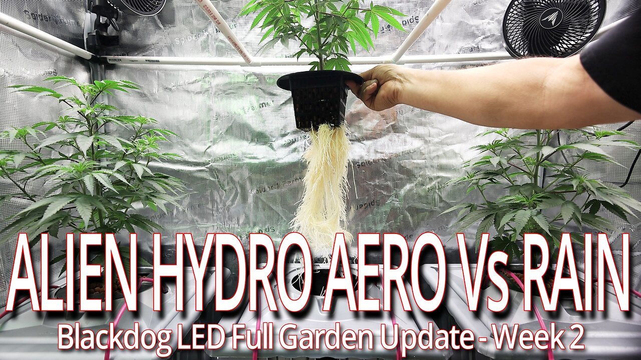 Alien Hydro Aero Vs Rain Week 2, Blackdog LED Full Garden Update