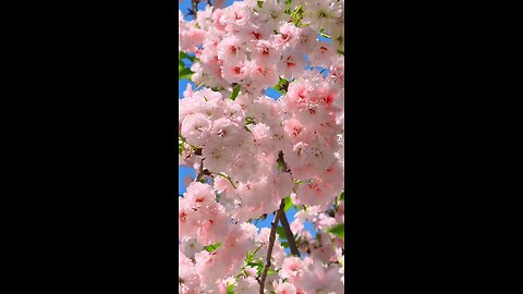 খুবই সুন্দর একটি ফুল