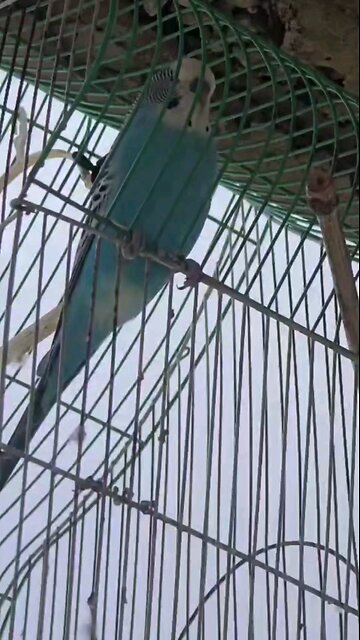 Family Pets😍💯🇹🇹