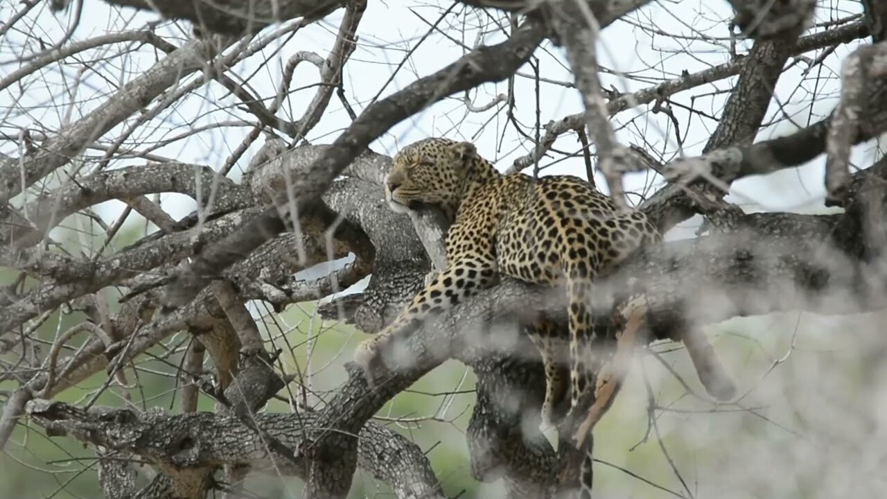 Just a Leopard in a tree