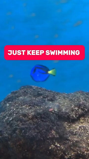 Just keep swimming