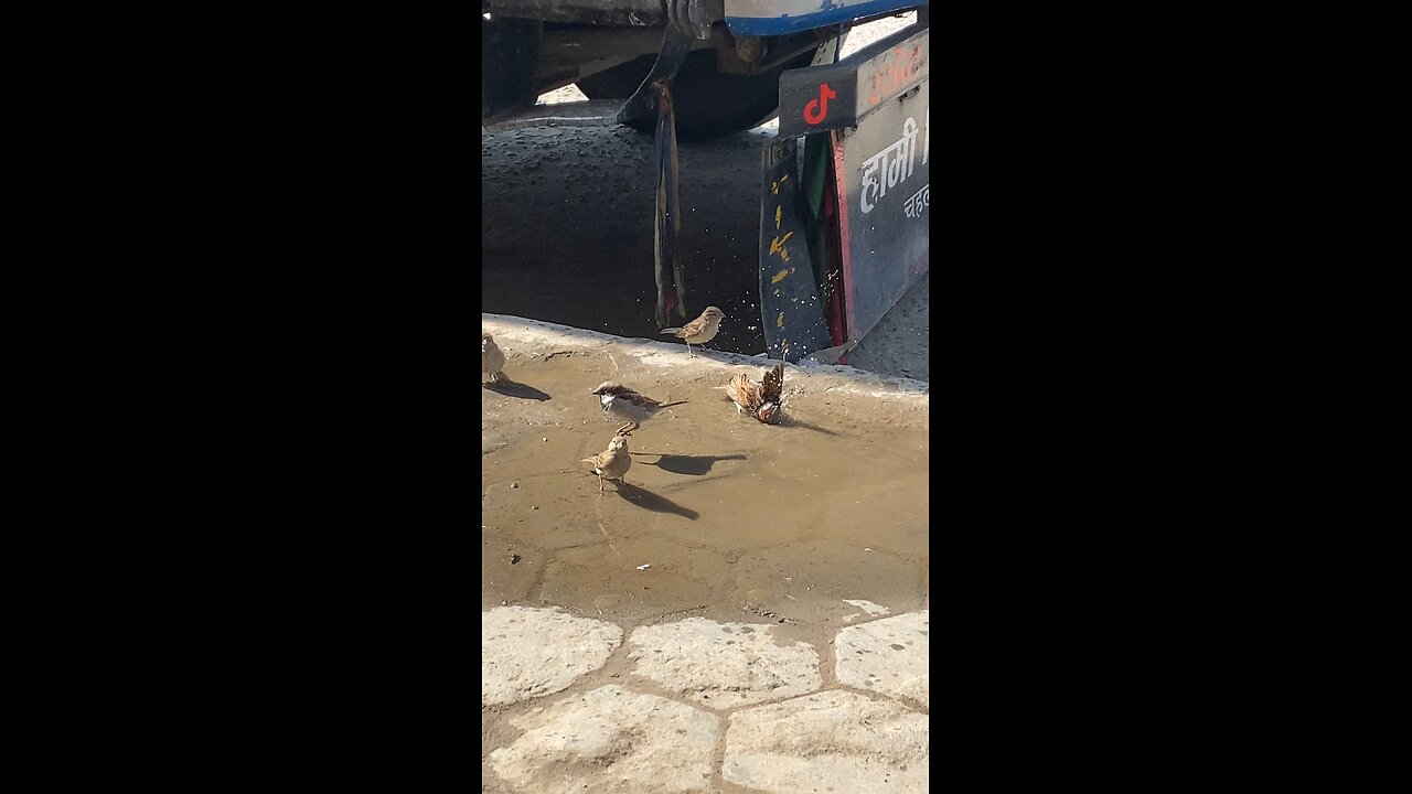 🐦💦 Bird Playing with Water | Joyful & Refreshing Moments