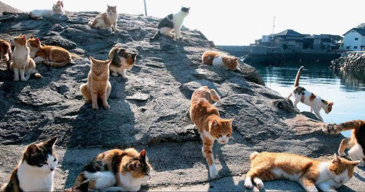 How 1,000 Cats Liberated Aoshima Island !