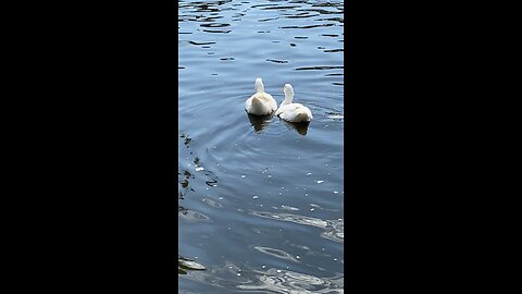Peking Ducks 🦆 #pekingduck #pekinducks #shorts #viral #trending #followme