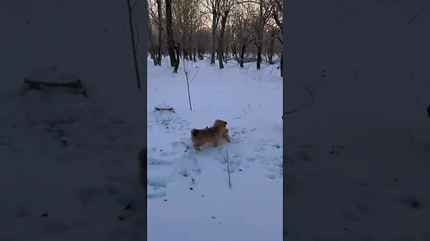 Cute little rabbit in the snow, rabbit, cute little pastoral pet