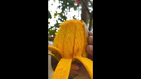 eating best ripe mango ever 🥭🥭🥭