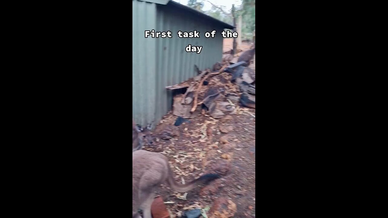 What feeding kangaroos feel like
