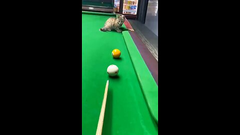 Can the cat billiard expert score a hollow shot in the pocket?