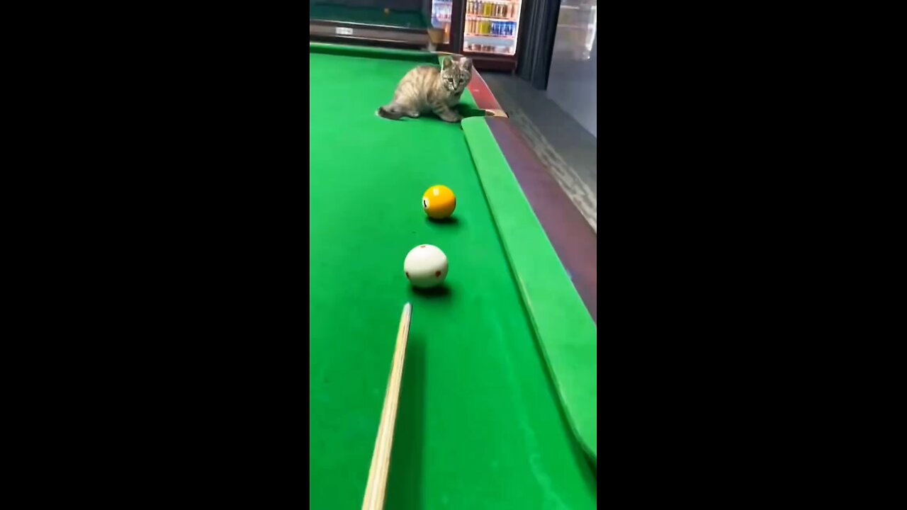 Can the cat billiard expert score a hollow shot in the pocket?