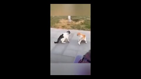 Funny animal videos