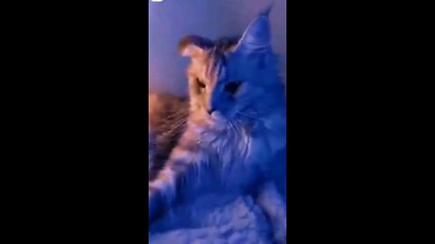 Lil Nas X song | Call me when you want | song | #shorts #animal #tiktok #tiktoks #cute
